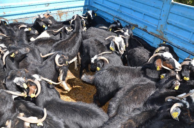 Genç Çiftçilere Hibe Desteği Verilmeye Başlandı