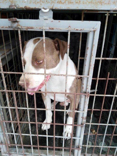 Pitbull Ve Dogo Cins Köpek Yetiştirene 16 Bin Tl Ceza Kesildi