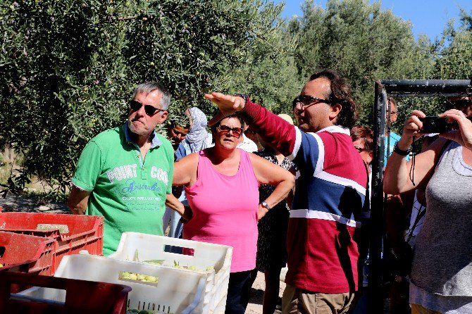 Alman Turistler Çeşme’de Zeytinciliği Öğrendi