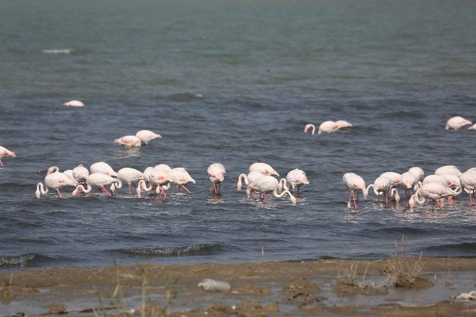 Flamingolar Van’ı Sevdi