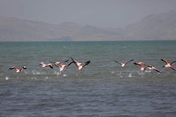 Flamingolar Van’ı Sevdi