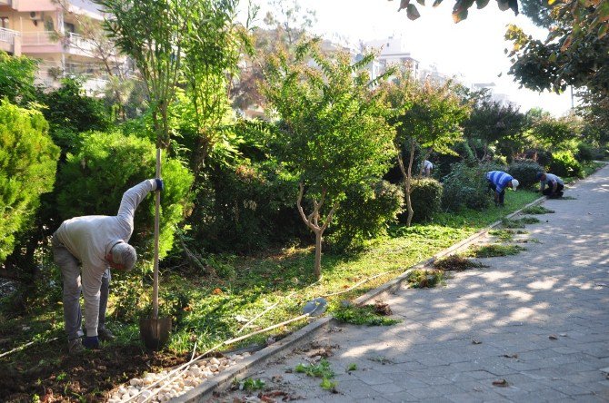 Salihli’de Parklara Kış Bakımı Başladı