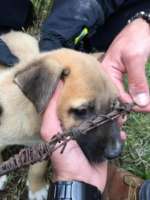 Tellere Sıkışan Yavru Köpek İtfaiye Tarafından Kurtarıldı