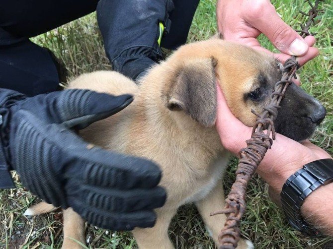 Tellere Sıkışan Yavru Köpek İtfaiye Tarafından Kurtarıldı