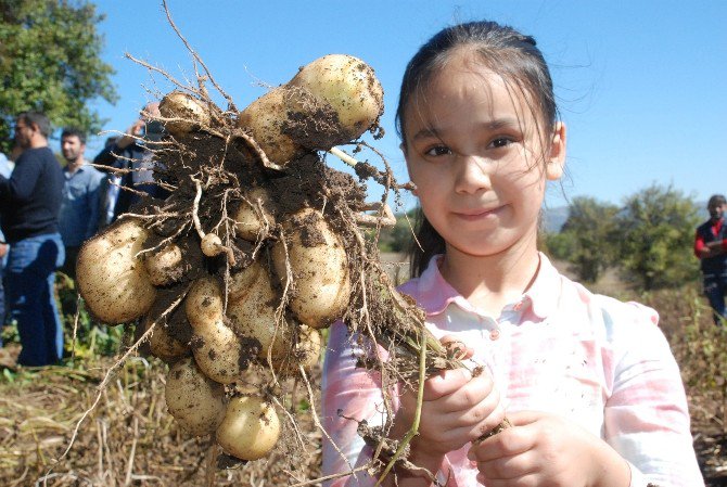 Türkiye’nin İlk ’Beyaz Patates’ Hasadı Yapıldı