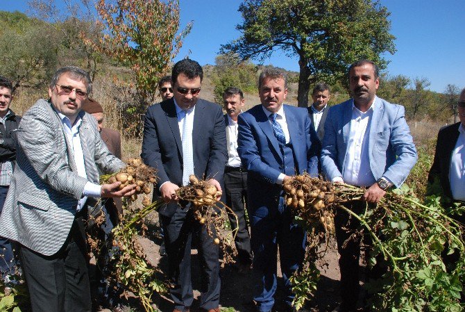 Türkiye’nin İlk ’Beyaz Patates’ Hasadı Yapıldı