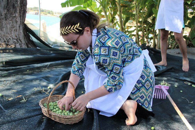 Turistler Tatili Bırakıp Zeytin Topladı