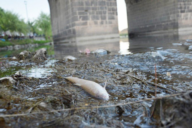 Diyarbakır’da Tarihi On Gözlü Köprü’de Toplu Balık Ölümleri