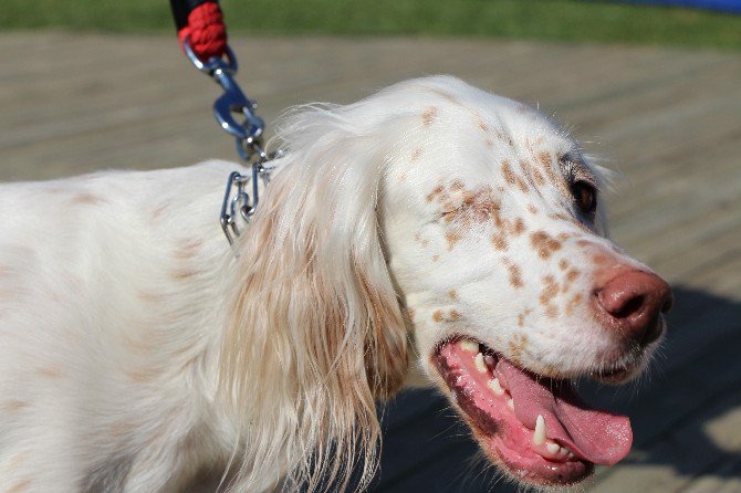 Köpeklerin Güzellik Yarışması Renkli Görüntülere Sahne Oldu