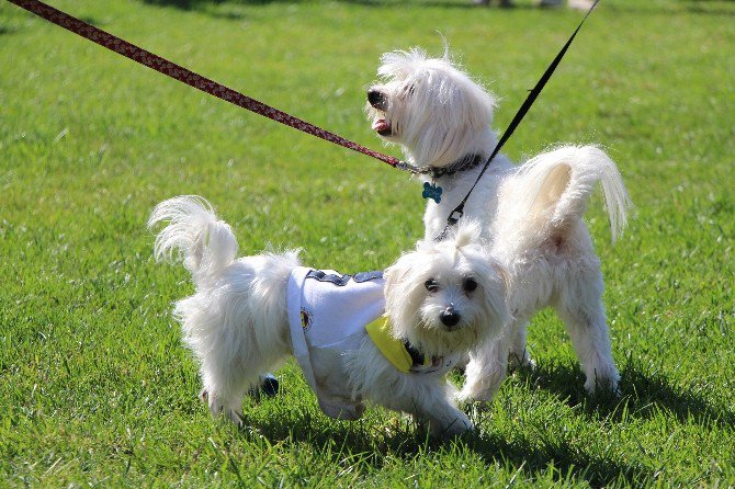 Köpeklerin Güzellik Yarışması Renkli Görüntülere Sahne Oldu