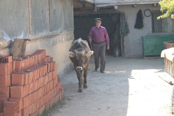 Yeni Köylerinde Ahır Olmayınca, Buzağılarına Evlerinde Bakıyorlar