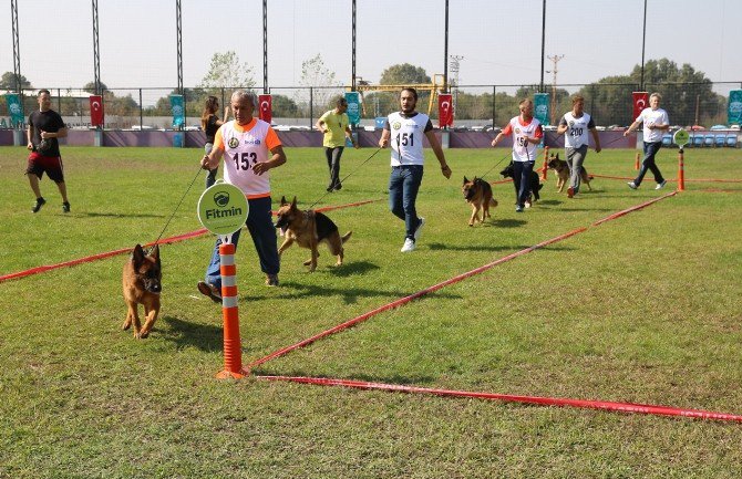 Alman Çoban Köpekleri Sokak Hayvanları İçin Yarıştı