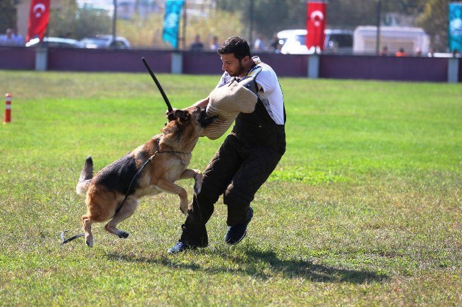 Alman Çoban Köpekleri Sokak Hayvanları İçin Yarıştı