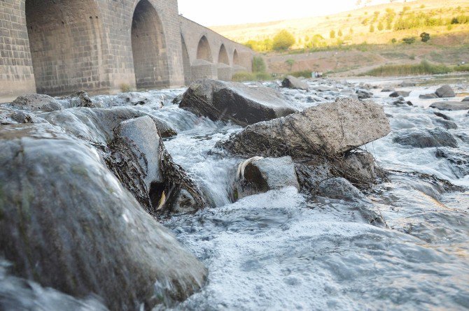 Diyarbakır’da Tarihi On Gözlü Köprü’de Toplu Balık Ölümleri