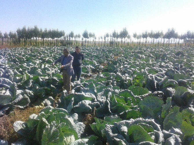 Ağrı’da Lahana Hasadı Başladı