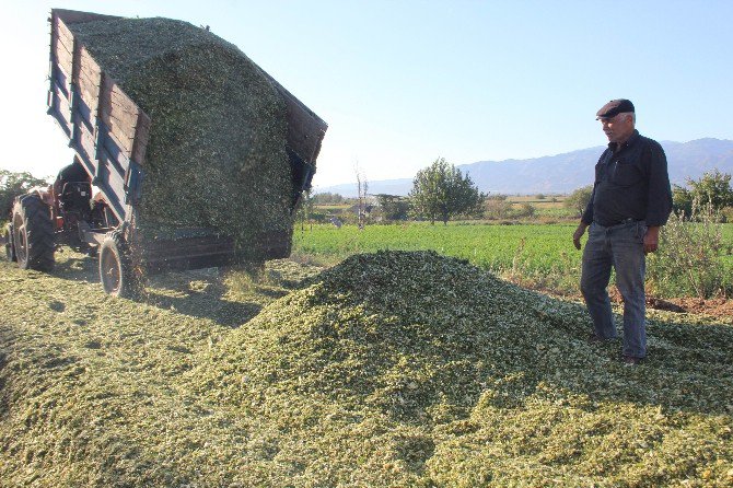 Aydın’daki Yetiştiriciler Slaja Yöneldi, İl Genelinde Slaj Telaşı Başladı