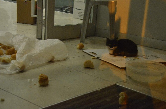 Bank Asya’da “Kedi” Operasyonu