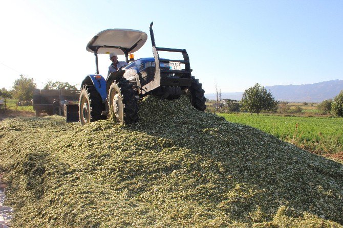 Aydın’daki Yetiştiriciler Slaja Yöneldi, İl Genelinde Slaj Telaşı Başladı
