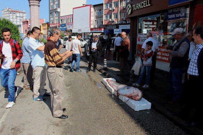 183 Santim Uzunluğunda Ve 152 Kiloluk Dev Yayın Balığı