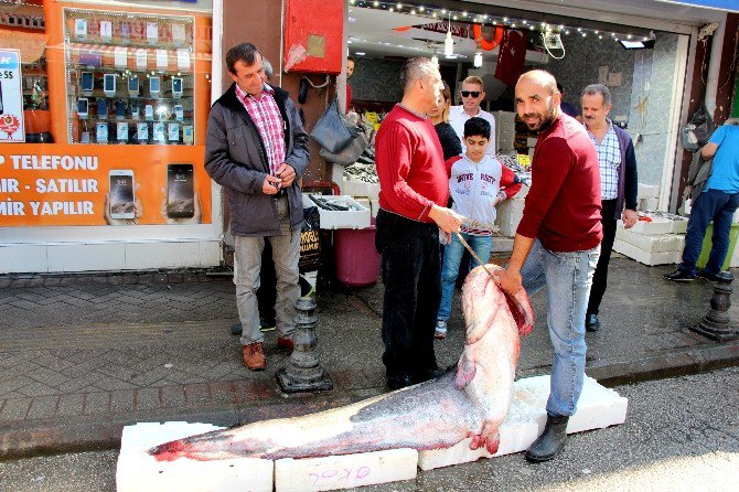 183 Santim Uzunluğunda Ve 152 Kiloluk Dev Yayın Balığı