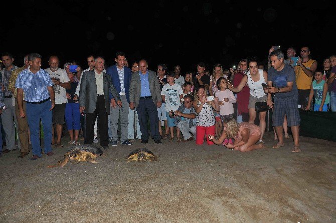 Dekamer’de Tedavileri Tamamlanan Deniz Kaplumbağaları Denize Bırakıldı