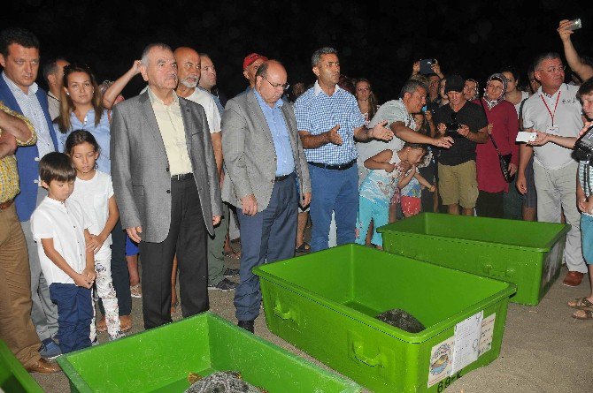 Dekamer’de Tedavileri Tamamlanan Deniz Kaplumbağaları Denize Bırakıldı