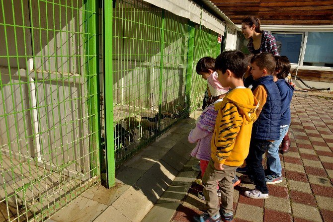 Tepebaşı’nda Dünya Hayvanları Koruma Günü Kutlandı