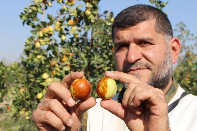 Rüyada Gördü, Türkiye’nin En Büyüğünü Kurdu