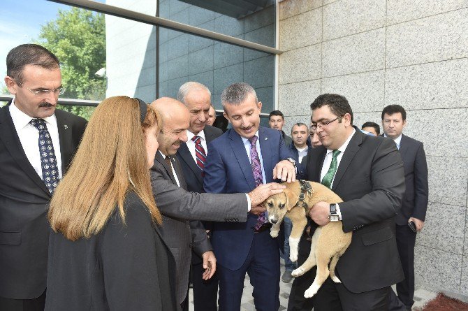 Ankara Büyükşehir’den, ’Hayvanları Koruma Günü’ Etkinliği