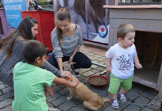 Trabzon’da Sokak Hayvanları Unutulmadı