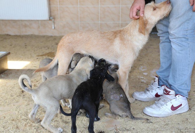 Can Dostlar Yeni Sahiplerini Bekliyor