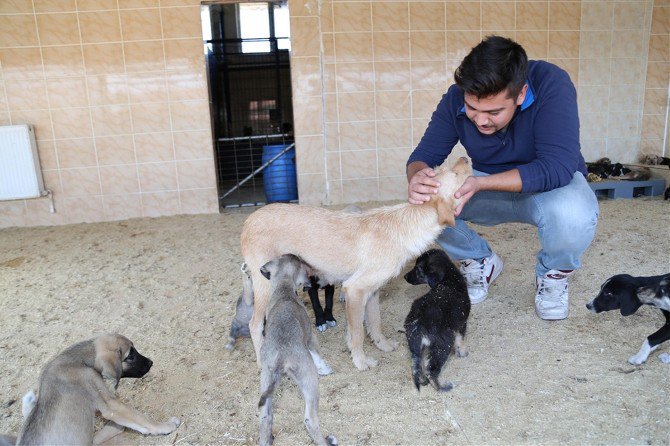 Can Dostlar Yeni Sahiplerini Bekliyor