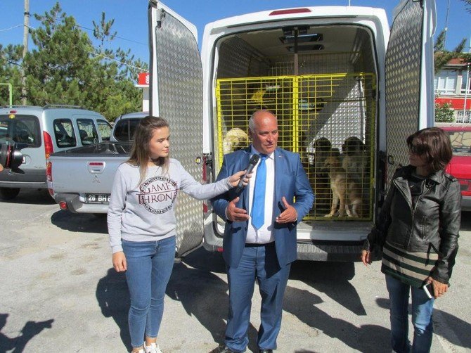 Han İlçesi Sokak Hayvanlarına Sahip Çıkıyor