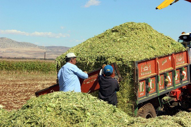 Kurak Geçen Yaz Dönemine Rağmen Silajlık Mısır Hasadındaki Bereket Çiftçiyi Sevindirdi