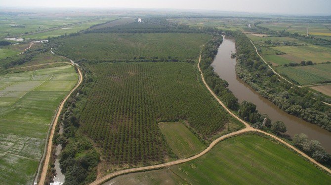 Meriç Nehri Sınırı Kavaklarla Korunuyor