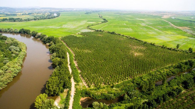 Meriç Nehri Sınırı Kavaklarla Korunuyor