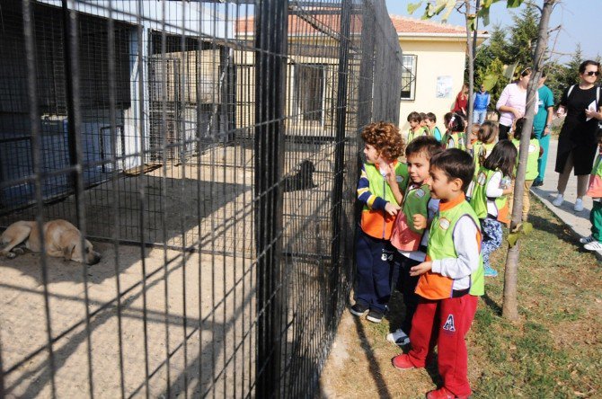 Minik Öğrenciler Hayvanları Koruma Gününde Geçici Bakımevini Ziyaret Etti