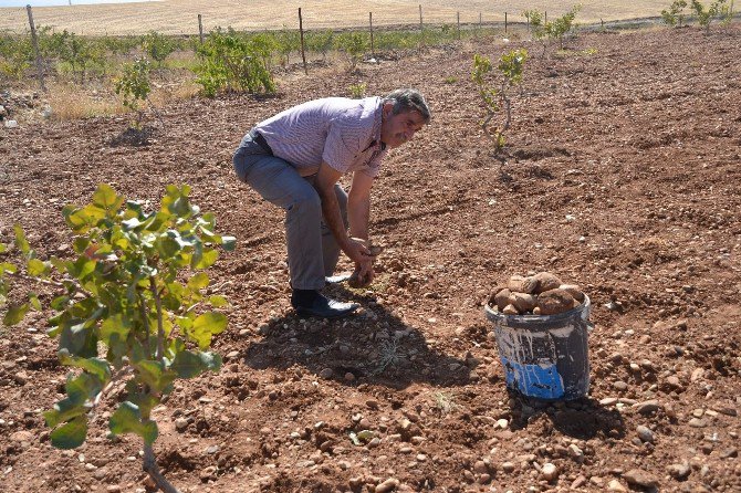 Siirt’te Çiftçilerin Başı Hırsızlarla Dertte