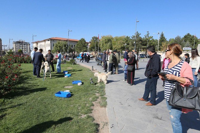 Sivas’ta Hayvanları Koruma Günü Etkinliği