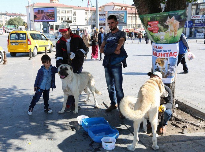 Sivas’ta Hayvanları Koruma Günü Etkinliği