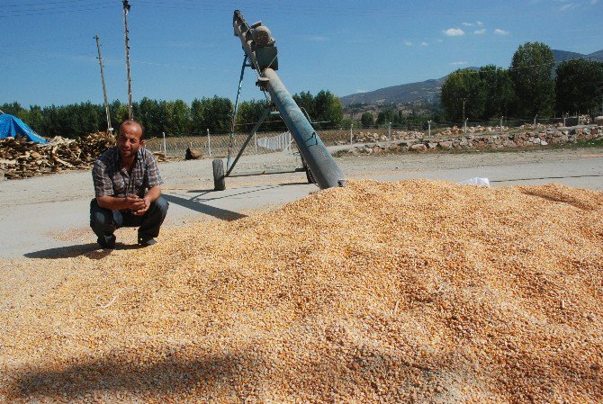 Tarlasından Çaldırdığı Mısırlarını Buldu