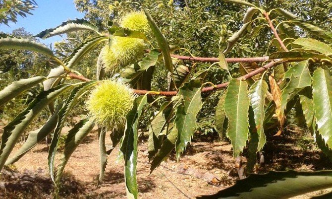 Kestanede Hasat Sezonu Başlıyor