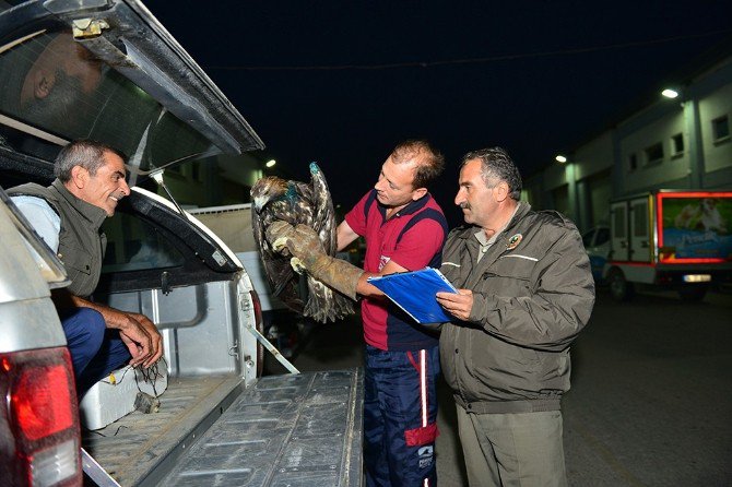 Yaralı Kartal, Hayvanları Koruma Günü’nde Pendik’e Sığındı