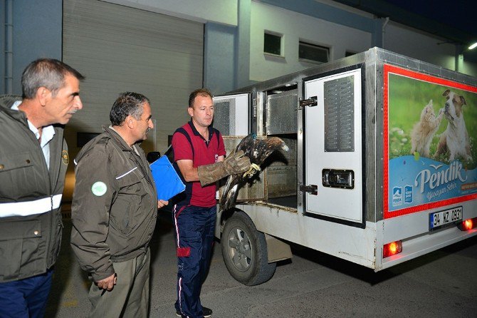 Yaralı Kartal, Hayvanları Koruma Günü’nde Pendik’e Sığındı