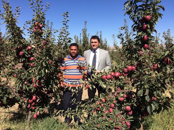 Ahlat Elması Revaçta