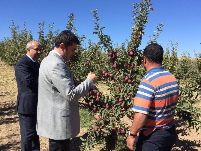 Ahlat Elması Revaçta