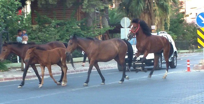 Atlar Trafikte Şahlanarak Gidiyor