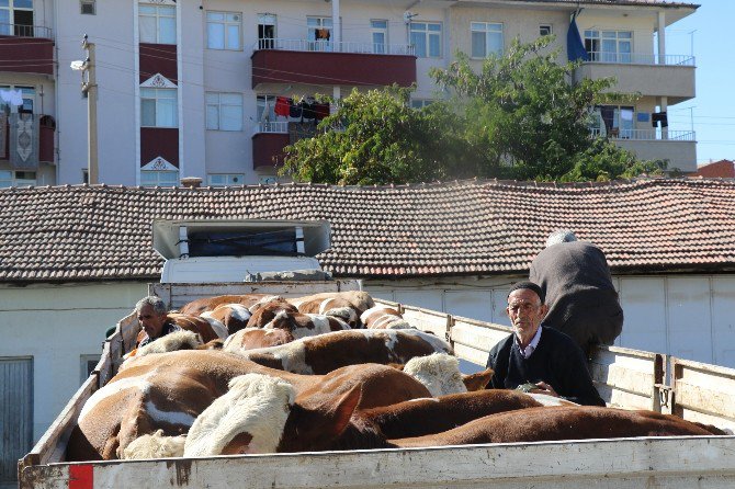 Elazığ’da Damızlık Boğa Dağıtımı Yapıldı