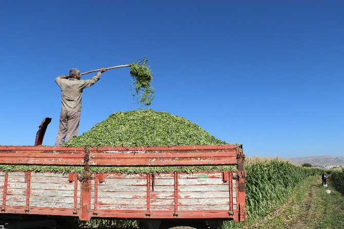 Elazığ’da Silajlık Mısır Hasadı Başladı