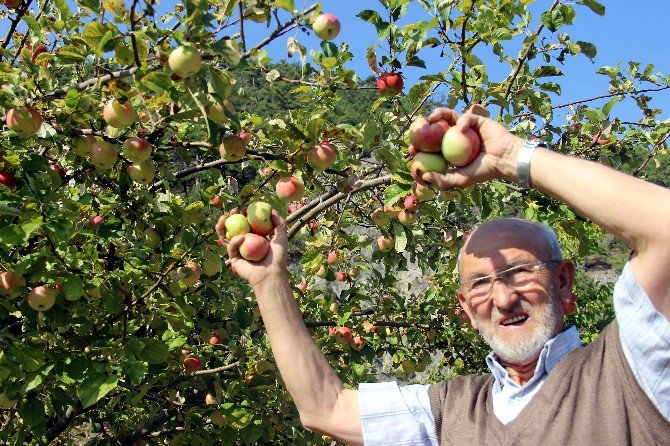 Kütahya’da Elma Bereketi